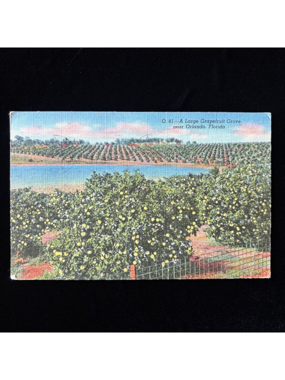 Vintage Postcard 1950 Grapefruit Orlando Florida Snowbird Travel Cooperstown NY